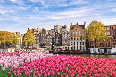 What is the flower of Amsterdam?