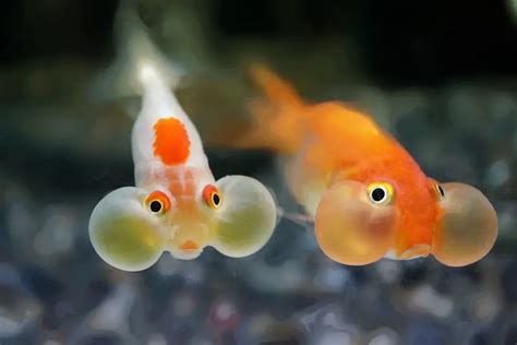 What is the fluid in bubble eye goldfish?