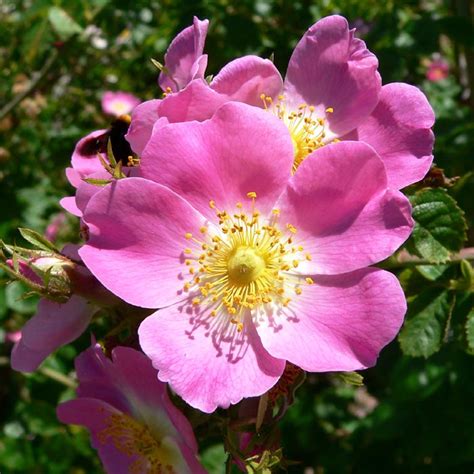 What is the folklore of wild roses?