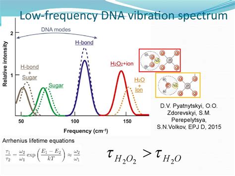 What is the frequency of DNA vibration?