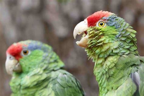 What is the friendliest Amazon parrot?