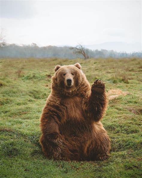 What is the friendliest bear species?