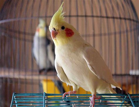 What is the friendliest bird breed?