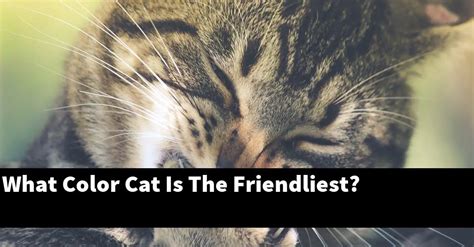 What is the friendliest cat color?