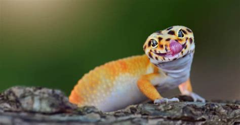 What is the friendliest gecko?