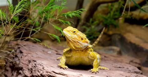 What is the friendliest lizard?