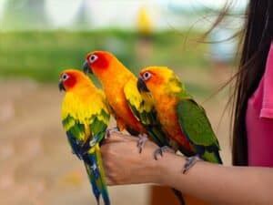 What is the friendliest parrot to own?