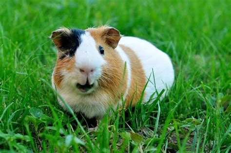 What is the friendliest rodent pet?