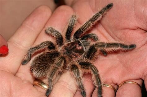 What is the friendliest tarantula?