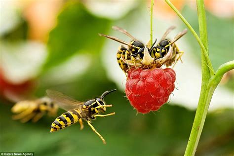 What is the friendliest wasp?