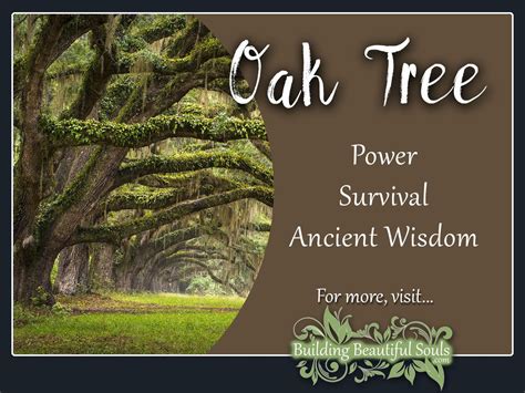 What is the full meaning of oak?