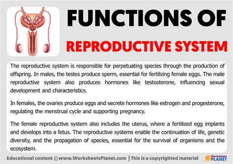 What is the function of garlic in the reproductive system?