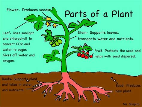 What is the function of plants?