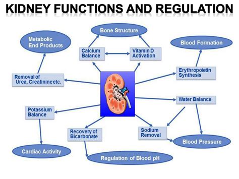 What is the function of regulation?