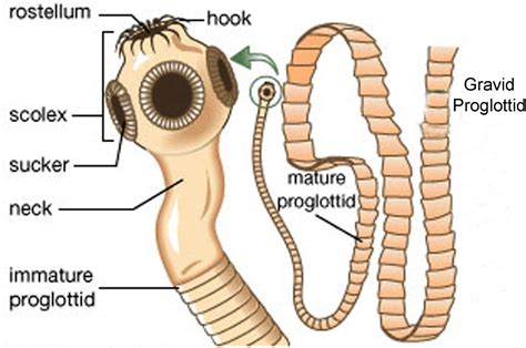 What is the function of the segments in a tapeworm?