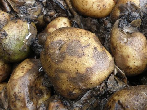 What is the fungus that kills potatoes?