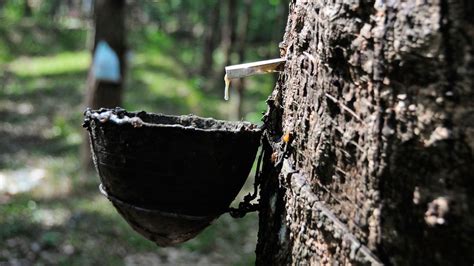 What is the future of natural rubber?