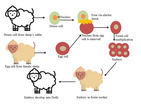 What is the genetic mutation in sheep?