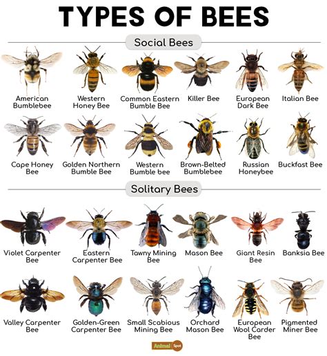 What is the gentlest bee species?