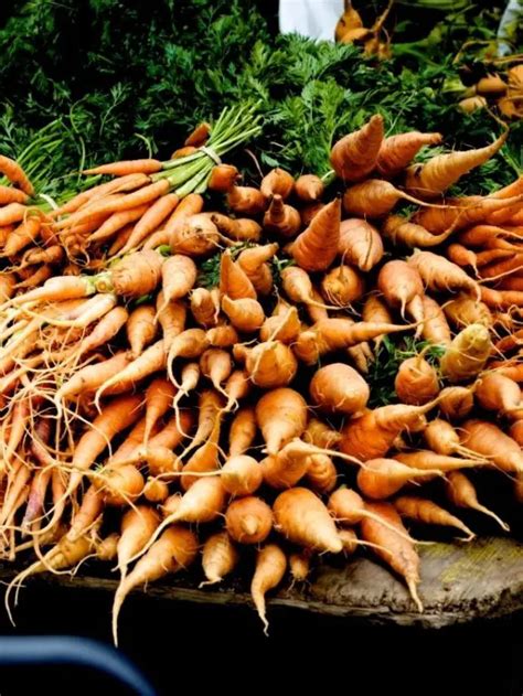 What is the girl carrot called?