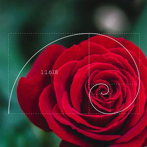 What is the golden ratio in floral design?