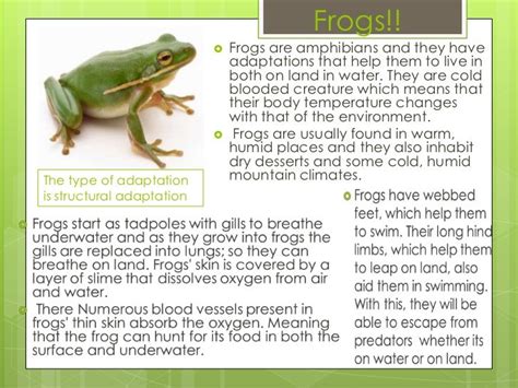 What is the habitat and adaptation of frog?
