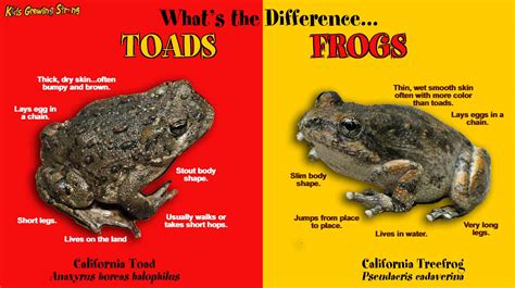 What is the habitat of a frog and toad?