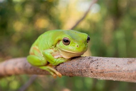What is the habitat of the frog?