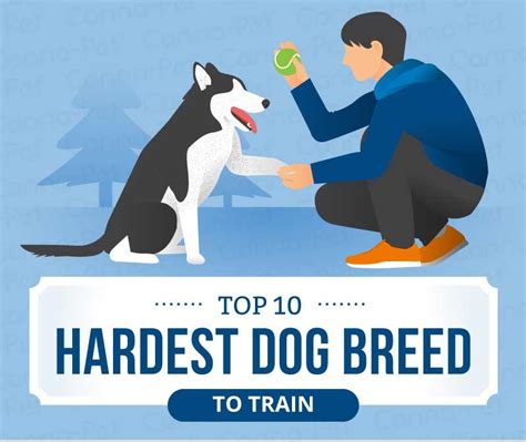 What is the hardest dog to look after?