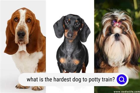 What is the hardest dog to potty train?