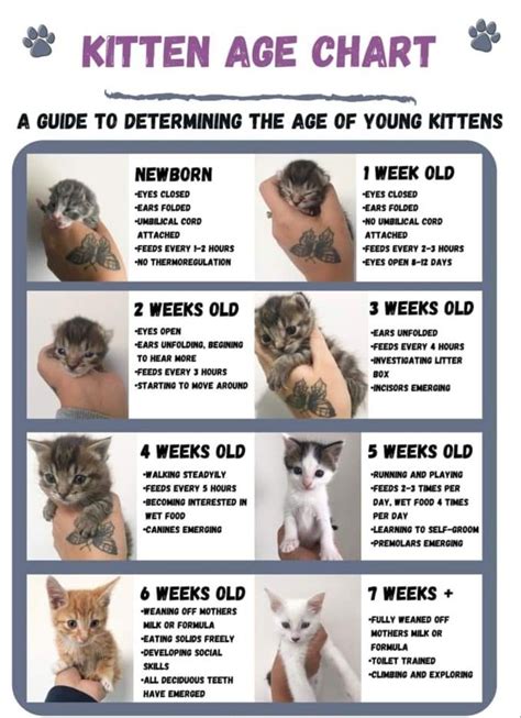 What is the hardest kitten age?