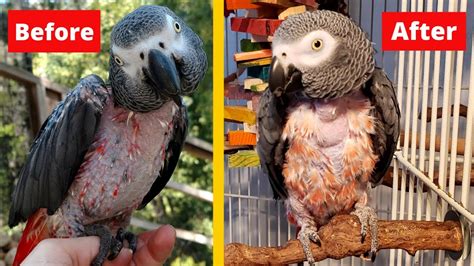 What is the hardest parrot to keep?