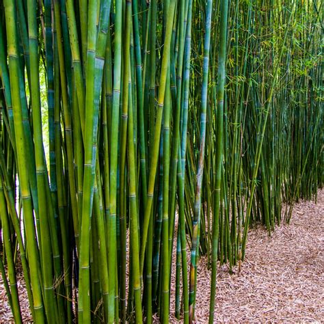 What is the hardest type of bamboo?