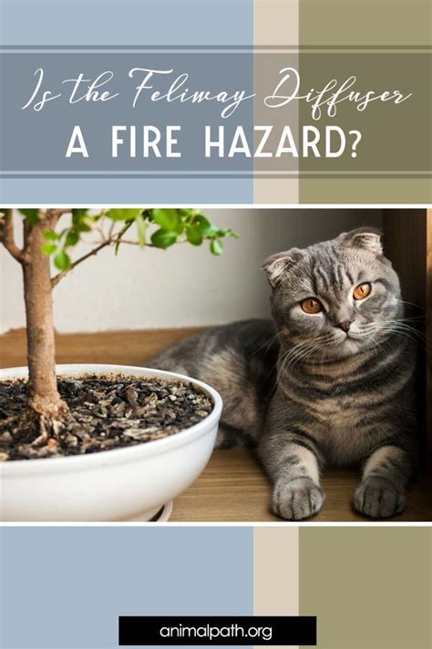 What is the hazard of Feliway fire?