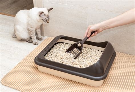 What is the healthiest cat litter to use?