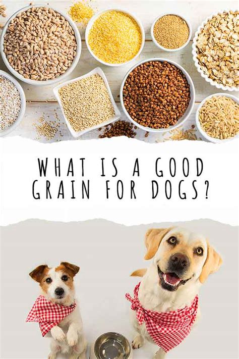 What is the healthiest grain for dogs?