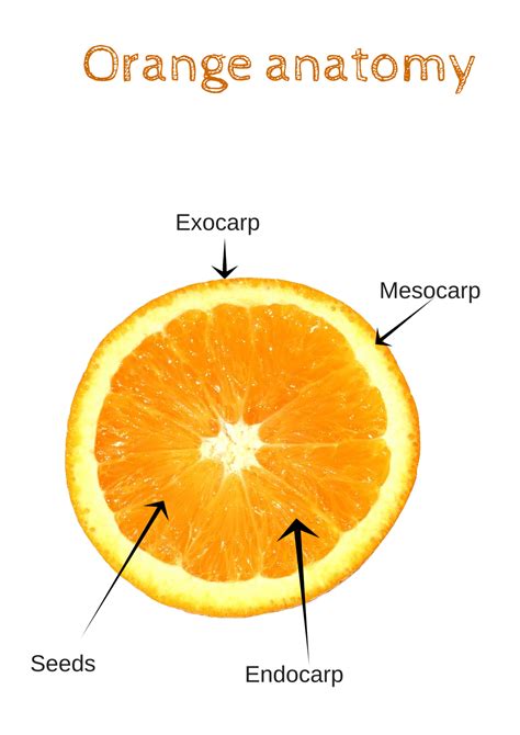 What is the healthiest part of the orange?