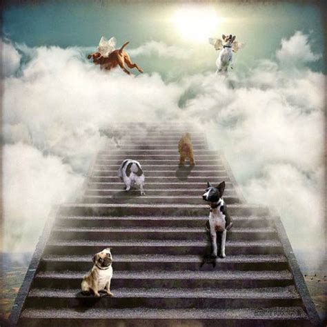 What is the heaven for pets called?