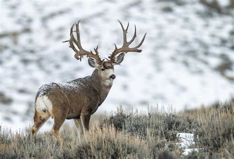What is the heaviest deer of all time?