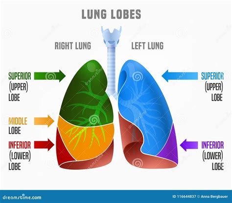 What is the highest lung capacity a human can have?