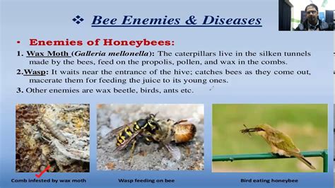 What is the honey bees worst enemy?