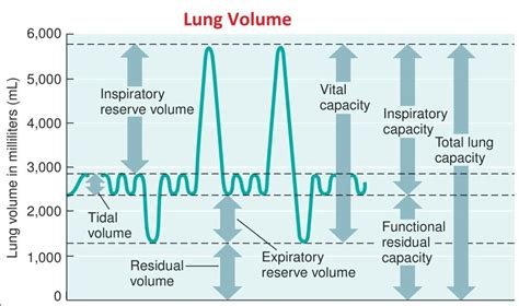 What is the ideal lung capacity?