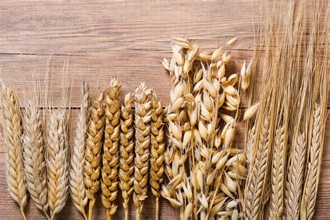 What is the identification of wheat crop?