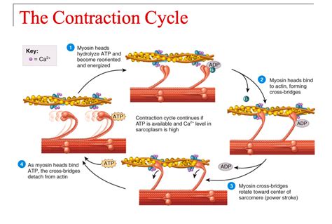 What is the immediate trigger for the contraction of smooth muscle?