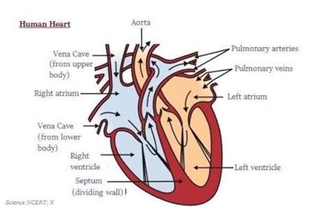 What is the internal structure of human heart brainly?