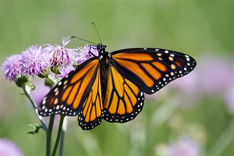 What is the king of all butterflies?