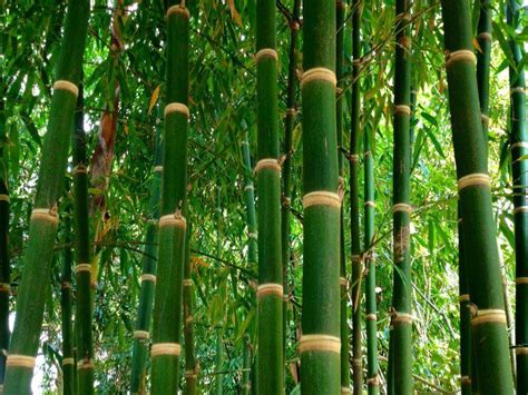 What is the king of bamboo?