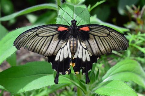 What is the king of butterfly?