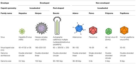 What is the largest DNA virus?