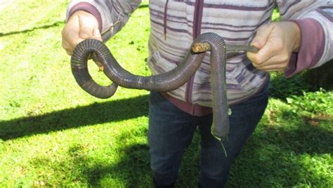 What is the largest earthworm ever caught?